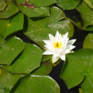 Nymphaea sp. at Canberra, ACT - 19 Feb 2017