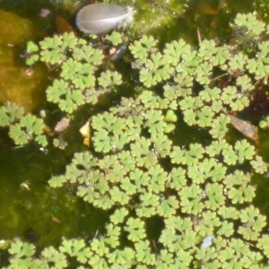 Azolla rubra at Parkes, ACT - 20 Feb 2017