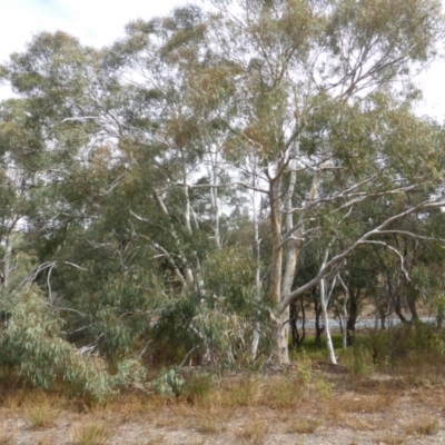 Eucalyptus mannifera (Brittle Gum) at Isaacs Ridge and Nearby - 4 Mar 2017 by Mike