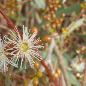 Eucalyptus mannifera at Jerrabomberra, ACT - 4 Mar 2017