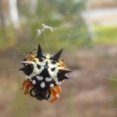 Austracantha minax (Christmas Spider, Jewel Spider) at Jerrabomberra, ACT - 4 Mar 2017 by Mike