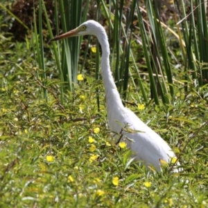 Ardea plumifera at Forde, ACT - 5 Mar 2017