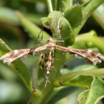 Sphenarches anisodactylus (Geranium Plume Moth) at Yerrabi Pond - 5 Mar 2017 by HarveyPerkins