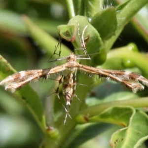 Sphenarches anisodactylus at Forde, ACT - 5 Mar 2017