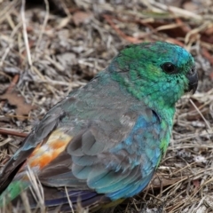 Psephotus haematonotus (Red-rumped Parrot) at Franklin, ACT - 5 Mar 2017 by HarveyPerkins