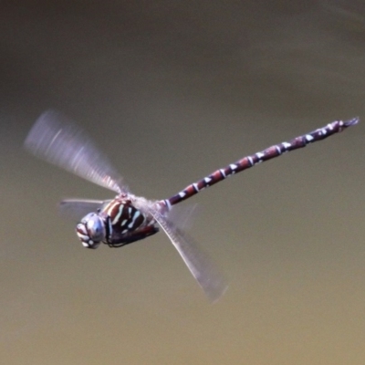 Austroaeschna unicornis (Unicorn Darner) at Booth, ACT - 9 Feb 2017 by HarveyPerkins