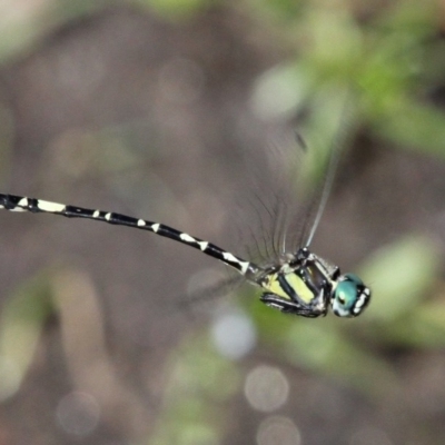 Parasynthemis regina (Royal Tigertail) at Booth, ACT - 8 Feb 2017 by HarveyPerkins