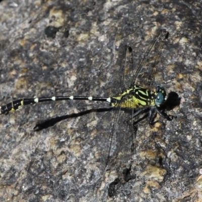 Hemigomphus heteroclytus (Stout Vicetail) at Booth, ACT - 9 Feb 2017 by HarveyPerkins