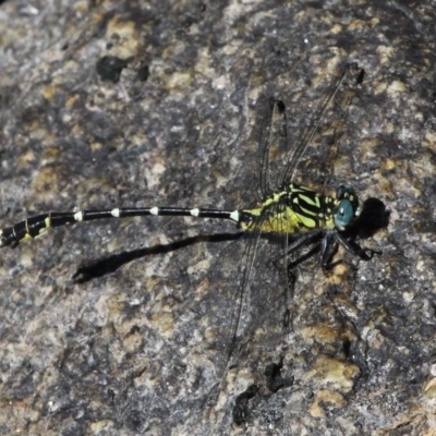 Hemigomphus heteroclytus (Stout Vicetail) at Booth, ACT - 8 Feb 2017 by HarveyPerkins