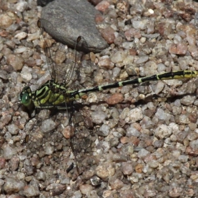 Austrogomphus guerini (Yellow-striped Hunter) at Booth, ACT - 9 Feb 2017 by HarveyPerkins
