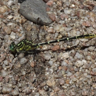 Austrogomphus guerini (Yellow-striped Hunter) at Booth, ACT - 8 Feb 2017 by HarveyPerkins