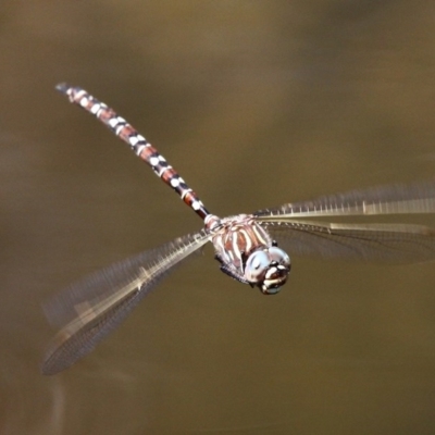 Austroaeschna unicornis (Unicorn Darner) at Booth, ACT - 9 Feb 2017 by HarveyPerkins