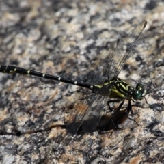 Hemigomphus gouldii (Southern Vicetail) at Booth, ACT - 9 Feb 2017 by HarveyPerkins