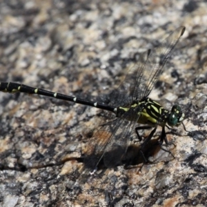 Hemigomphus gouldii at Booth, ACT - 9 Feb 2017 11:22 AM