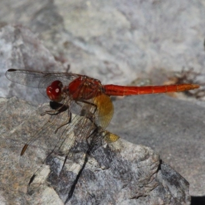 Diplacodes haematodes (Scarlet Percher) at Booth, ACT - 9 Feb 2017 by HarveyPerkins