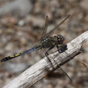 Orthetrum caledonicum at Booth, ACT - 9 Feb 2017