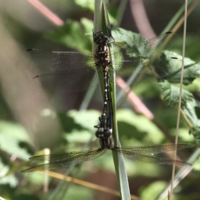 Eusynthemis virgula (Golden Tigertail) at Booth, ACT - 9 Feb 2017 by HarveyPerkins