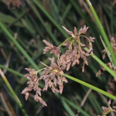 Schoenoplectus validus (River Club-rush) at Bonython, ACT - 2 Mar 2017 by michaelb