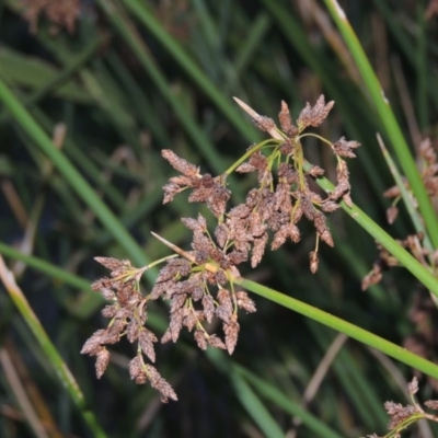 Schoenoplectus validus (River Club-rush) at Pine Island to Point Hut - 2 Mar 2017 by michaelb