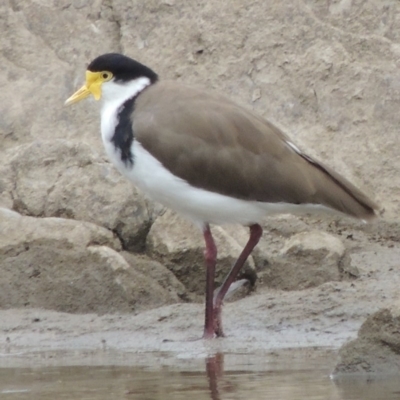 Vanellus miles (Masked Lapwing) at Point Hut to Tharwa - 2 Mar 2017 by michaelb