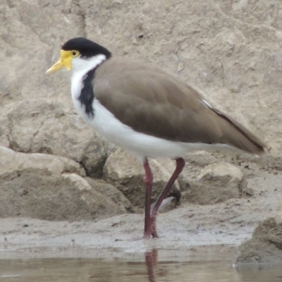 Vanellus miles (Masked Lapwing) at Paddys River, ACT - 2 Mar 2017 by MichaelBedingfield