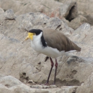 Vanellus miles at Paddys River, ACT - 2 Mar 2017 06:29 PM