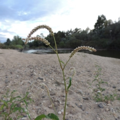 Persicaria lapathifolia (Pale Knotweed) at Paddys River, ACT - 2 Mar 2017 by MichaelBedingfield