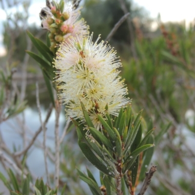 Callistemon sieberi (River Bottlebrush) at Paddys River, ACT - 2 Mar 2017 by MichaelBedingfield