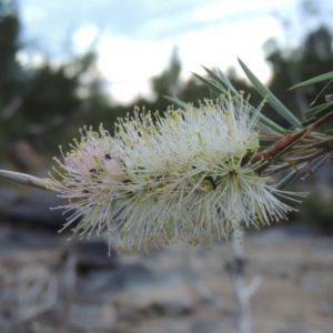 Callistemon sieberi at Bonython, ACT - 2 Mar 2017 08:09 PM