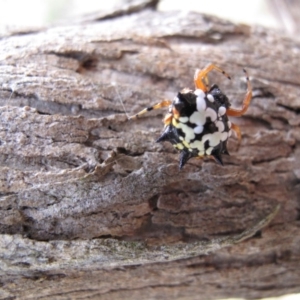 Austracantha minax at Canberra Central, ACT - 5 Mar 2017