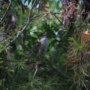 Cracticus torquatus at Hackett, ACT - 24 Feb 2017