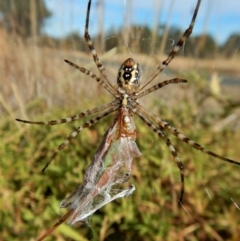 Argiope trifasciata (Banded orb weaver) at Belconnen, ACT - 27 Feb 2017 by CathB