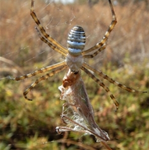 Argiope trifasciata at Belconnen, ACT - 27 Feb 2017