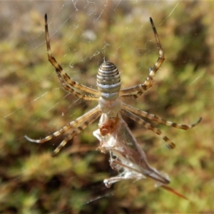 Argiope trifasciata at Belconnen, ACT - 27 Feb 2017 04:59 PM