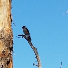 Cracticus torquatus (Grey Butcherbird) at Bruce Ridge - 7 Mar 2017 by NathanaelC
