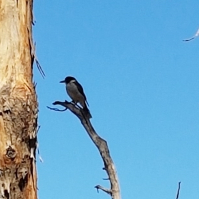 Cracticus torquatus (Grey Butcherbird) at Bruce Ridge to Gossan Hill - 7 Mar 2017 by NathanaelC