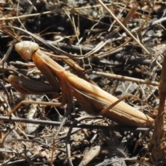 Mantis octospilota (Eight-spotted or Black-barred mantis) at Tuggeranong DC, ACT - 7 Mar 2017 by JohnBundock