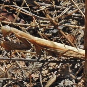 Mantis octospilota at Tuggeranong DC, ACT - 7 Mar 2017 01:01 PM