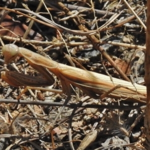 Mantis octospilota at Tuggeranong DC, ACT - 7 Mar 2017
