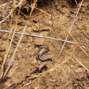 Aprasia parapulchella at Molonglo River Reserve - suppressed