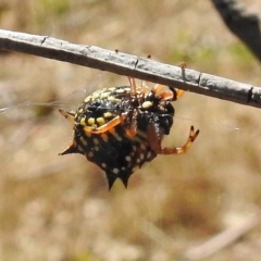 Austracantha minax (Christmas Spider, Jewel Spider) at Gigerline Nature Reserve - 7 Mar 2017 by JohnBundock