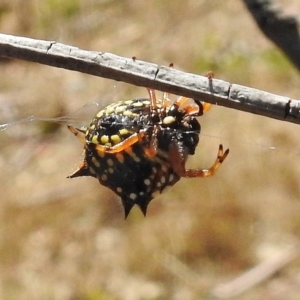 Austracantha minax at Gigerline Nature Reserve - 7 Mar 2017 12:07 PM