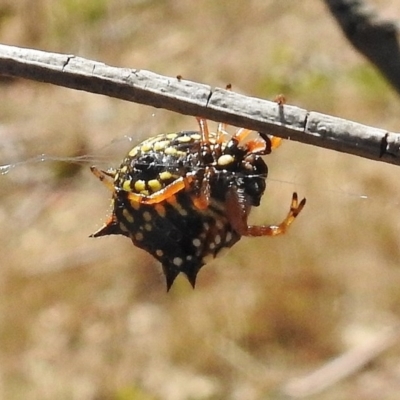 Austracantha minax (Christmas Spider, Jewel Spider) at Gigerline Nature Reserve - 7 Mar 2017 by JohnBundock