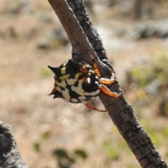 Austracantha minax at Gigerline Nature Reserve - 7 Mar 2017 12:07 PM