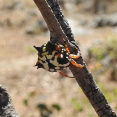 Austracantha minax at Gigerline Nature Reserve - 7 Mar 2017