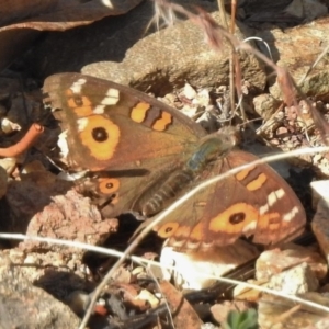 Junonia villida at Gigerline Nature Reserve - 7 Mar 2017 10:05 AM