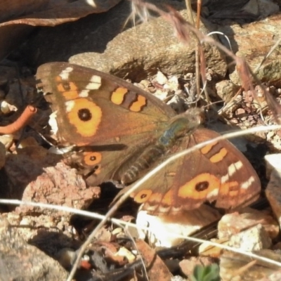 Junonia villida (Meadow Argus) at Gigerline Nature Reserve - 6 Mar 2017 by JohnBundock