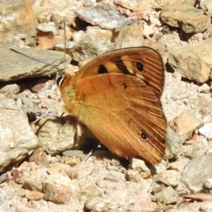 Heteronympha penelope at Gigerline Nature Reserve - 7 Mar 2017 11:38 AM