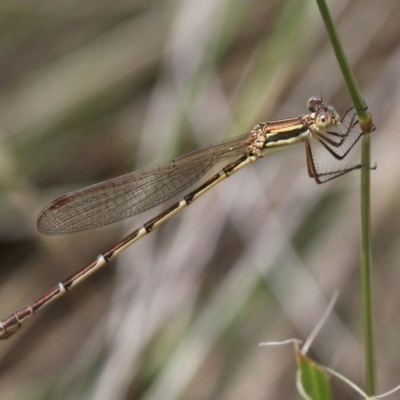 Austrolestes analis (Slender Ringtail) at Booth, ACT - 9 Feb 2017 by HarveyPerkins