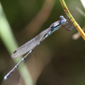 Austrolestes leda at Booth, ACT - 9 Feb 2017 12:34 PM